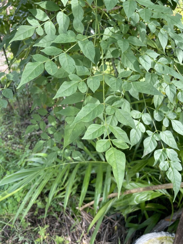 Tree Jasmine (Millingtonia hortensis L.)