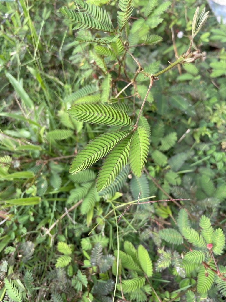 Sensitive Plant (Mimosa pudica)