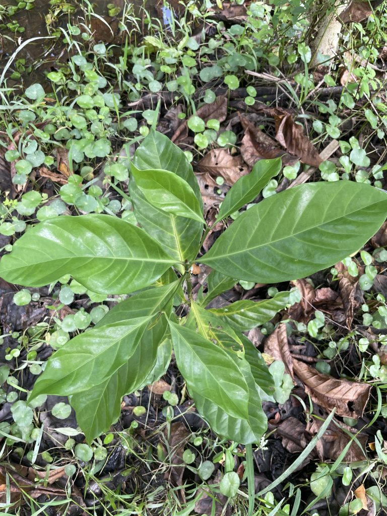Noni (Morinda citrifolia)