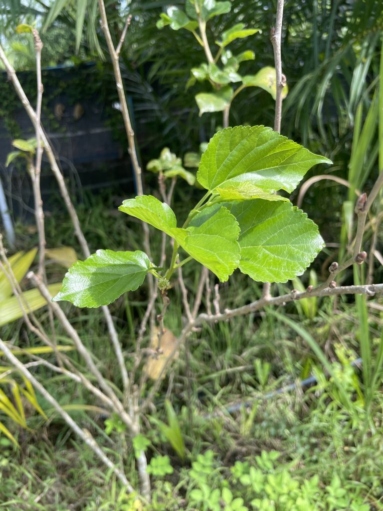 Mulberry (Morus sp.)
