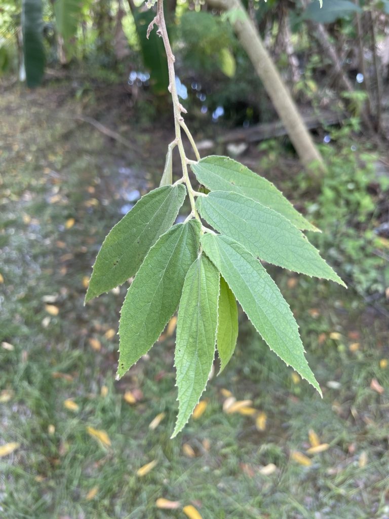 Jamaica Cherry (Muntingia calabura)