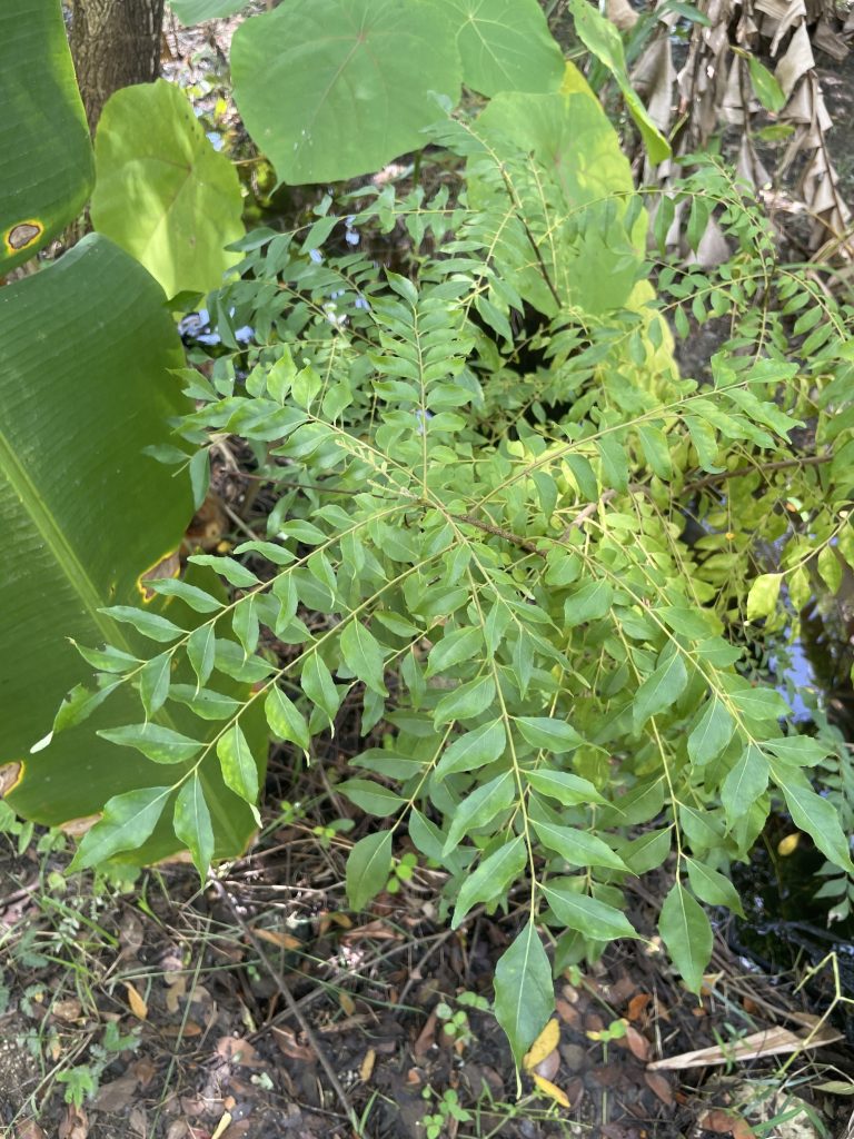 Curry Leaf Tree (Murraya koenigii)