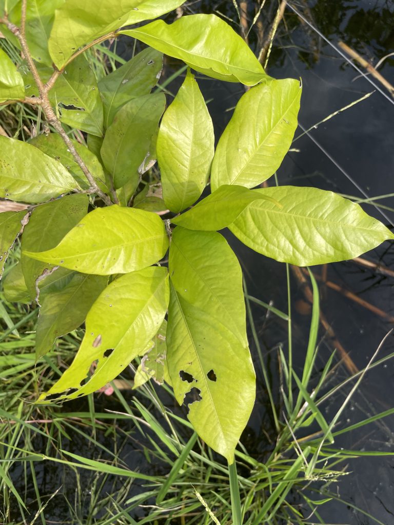 Rambutan (Nephelium lappaceum)
