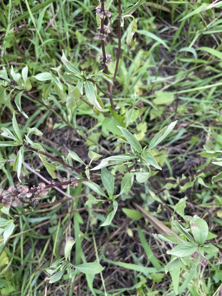 Thai Basil (Ocimum basilicum)