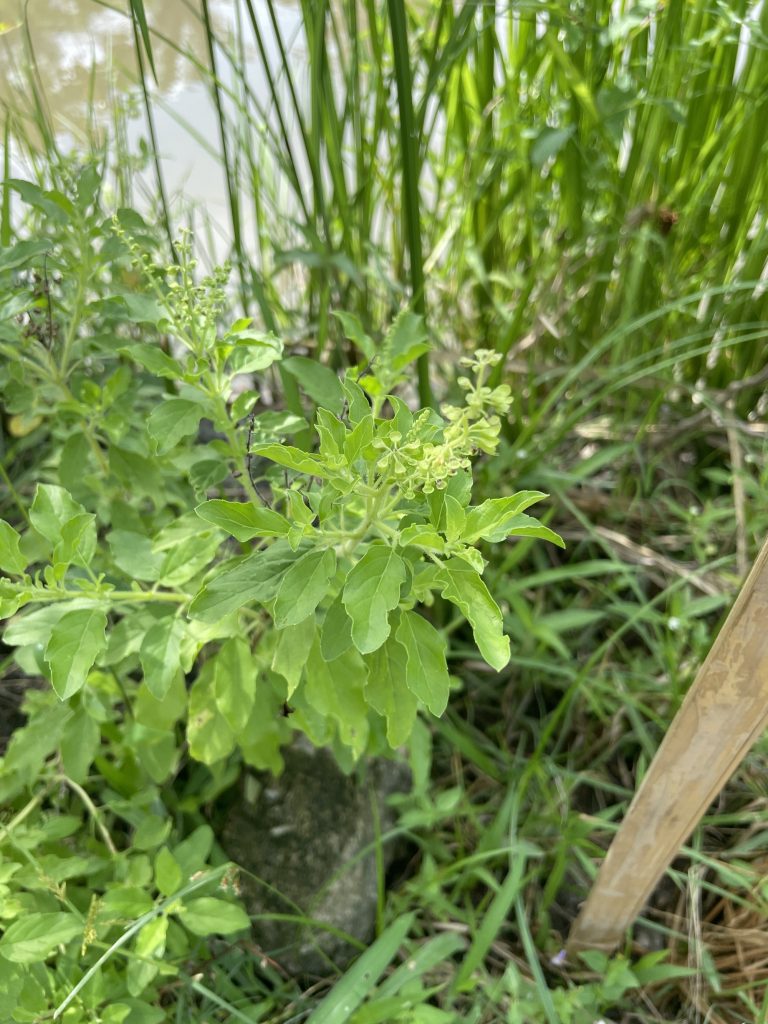 Holy Basil (Ocimum tenuiflorum)