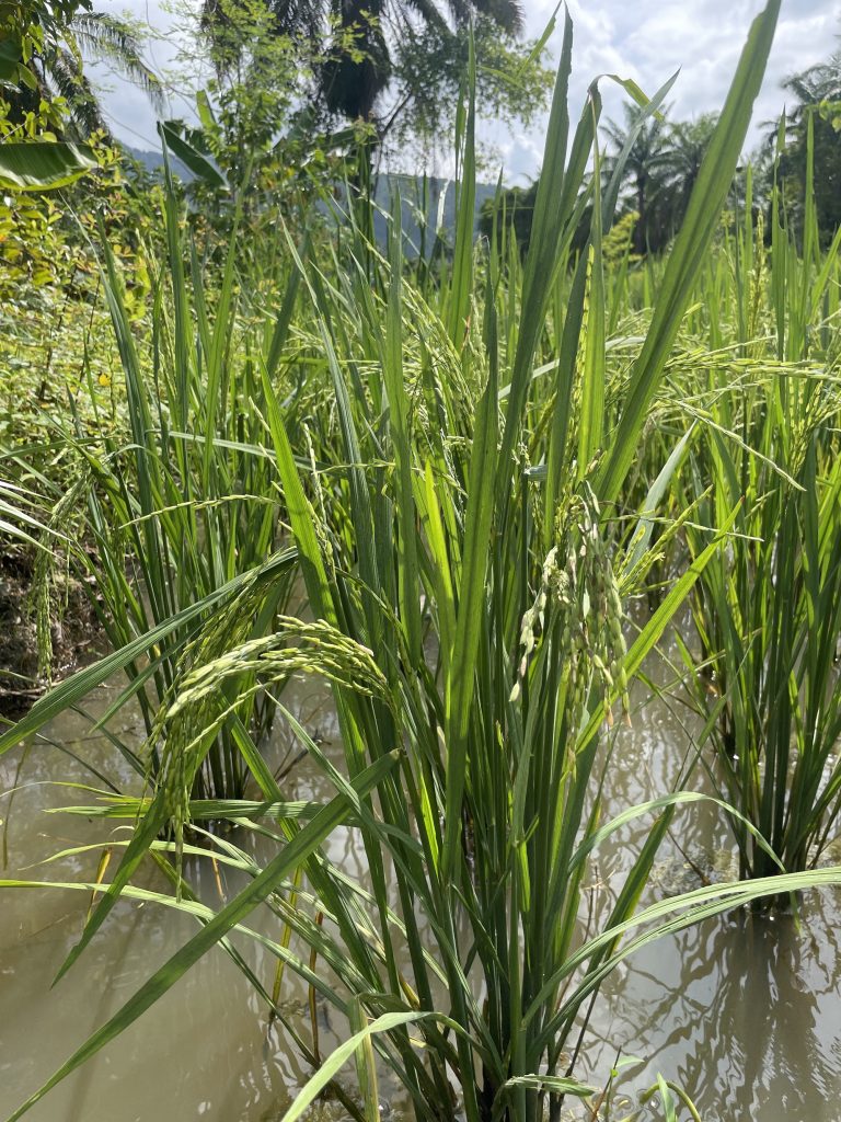 Asian Rice (Oryza sativa)