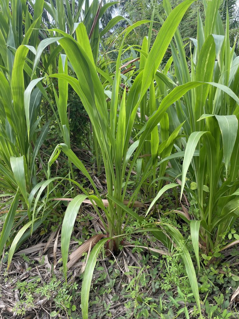 India Napier (Pennisetum purpureum)