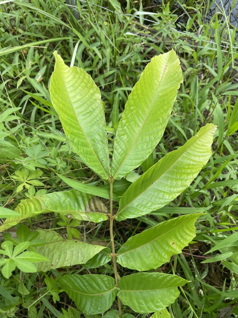 Brazilian Longan (Pometia pinnata)