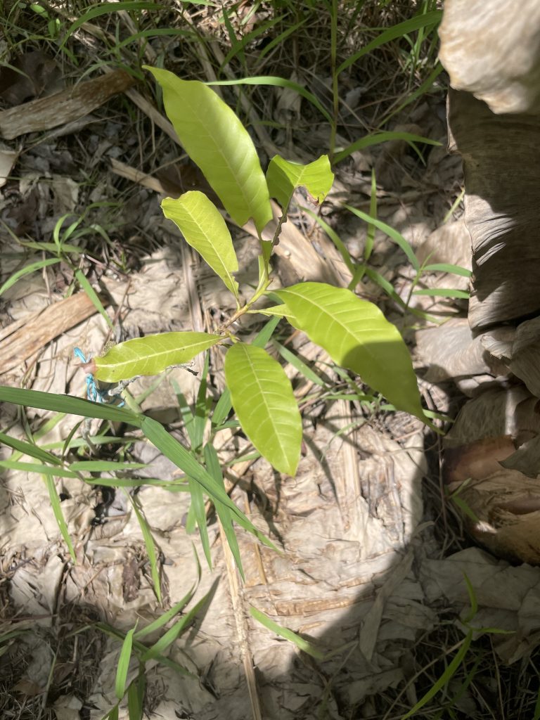 Abiu (Pouteria caimito)
