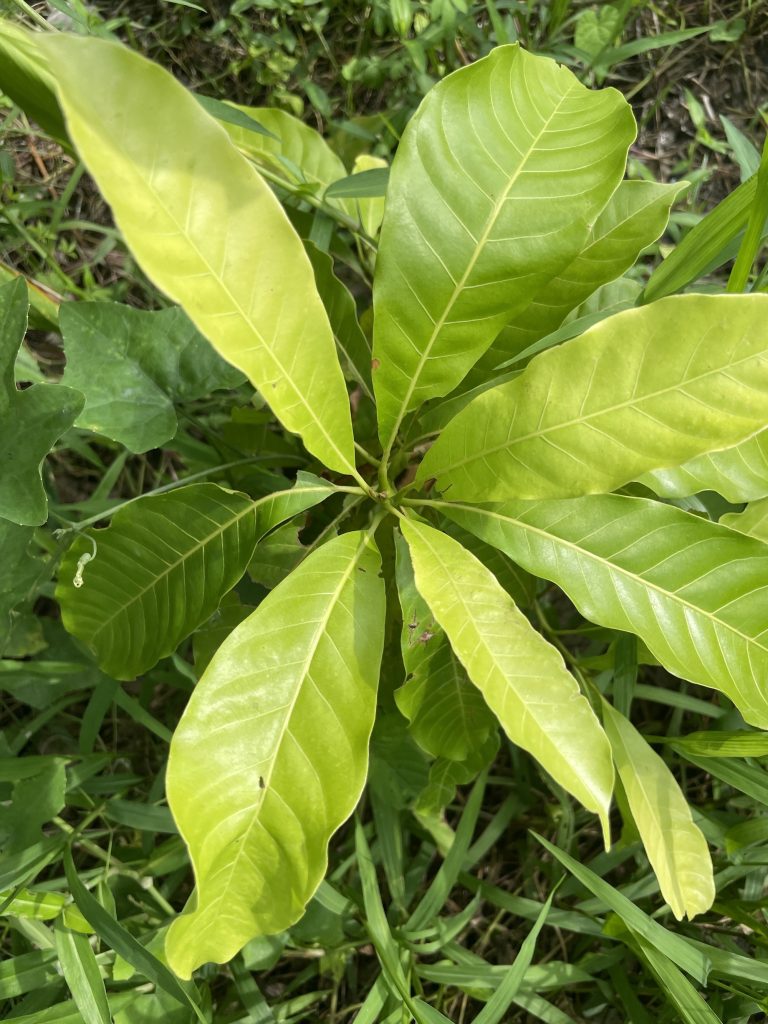 Eggfruit (Pouteria campechiana)