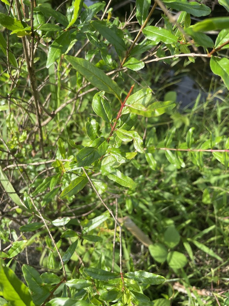 Pomegranate (Punica granatum)