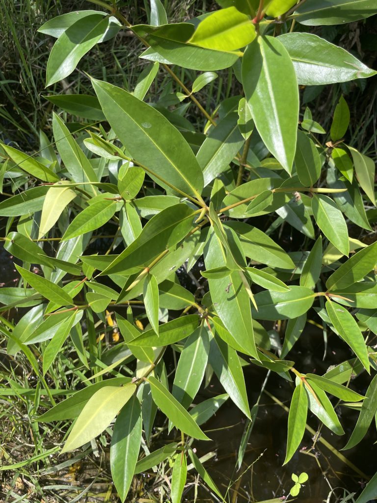 Mangrove (Rhizophora sp.)