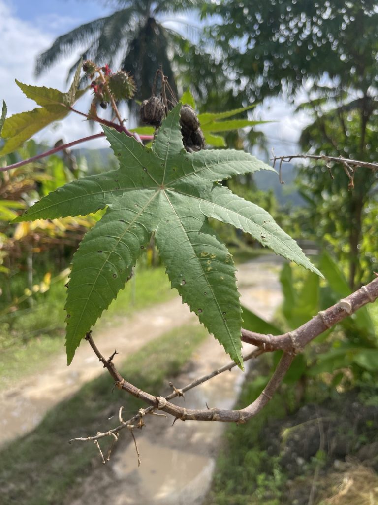 Castor Oil Plant (Ricinus communis)