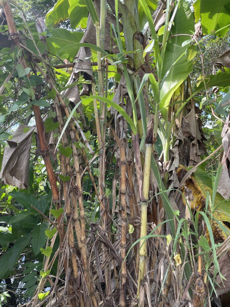 Chinese Sugarcane (Saccharum sinense)