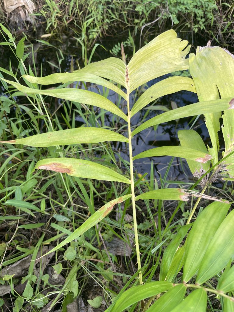 Red Snake Fruit (Salacca affinis)