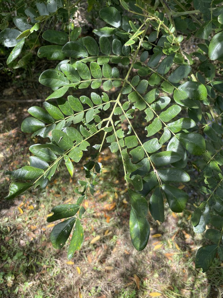 Rain Tree (Samanea saman)