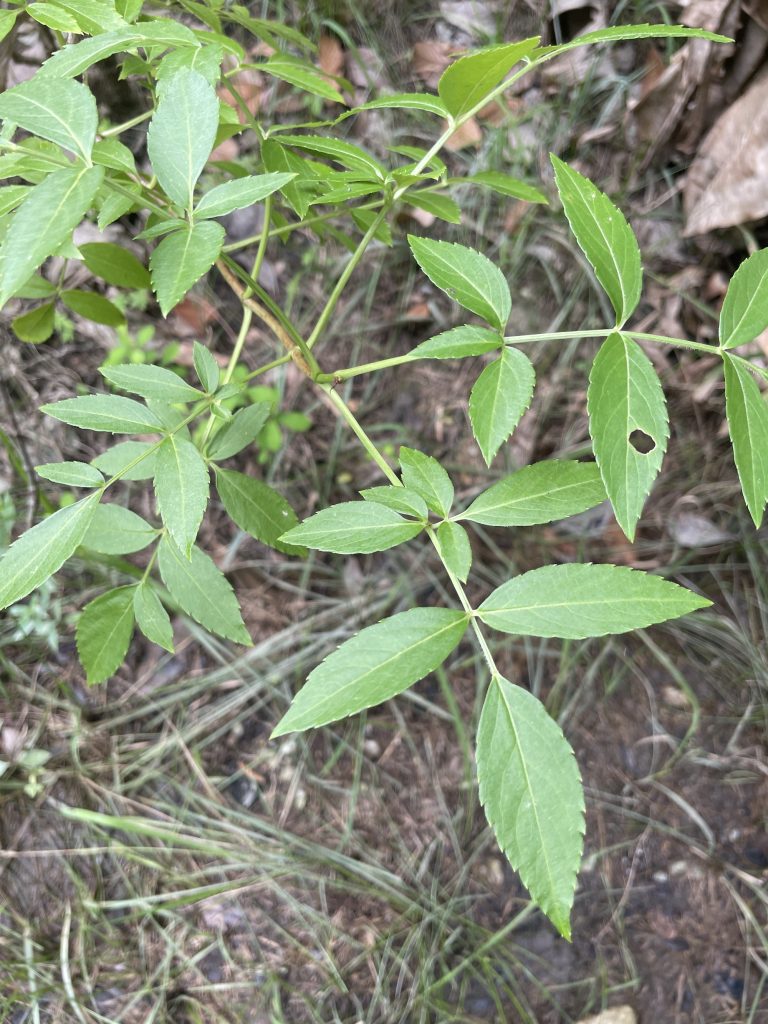 Elderberry (Sambucus sp.)