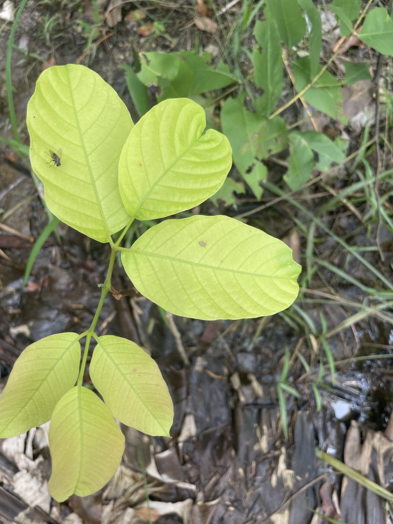 Cotton Fruit (Sandoricum koetjape)