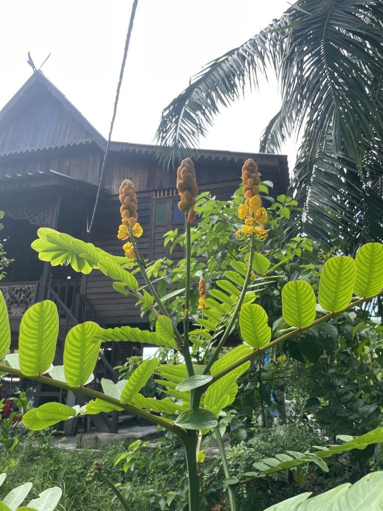 Candle Bush (Senna alata)