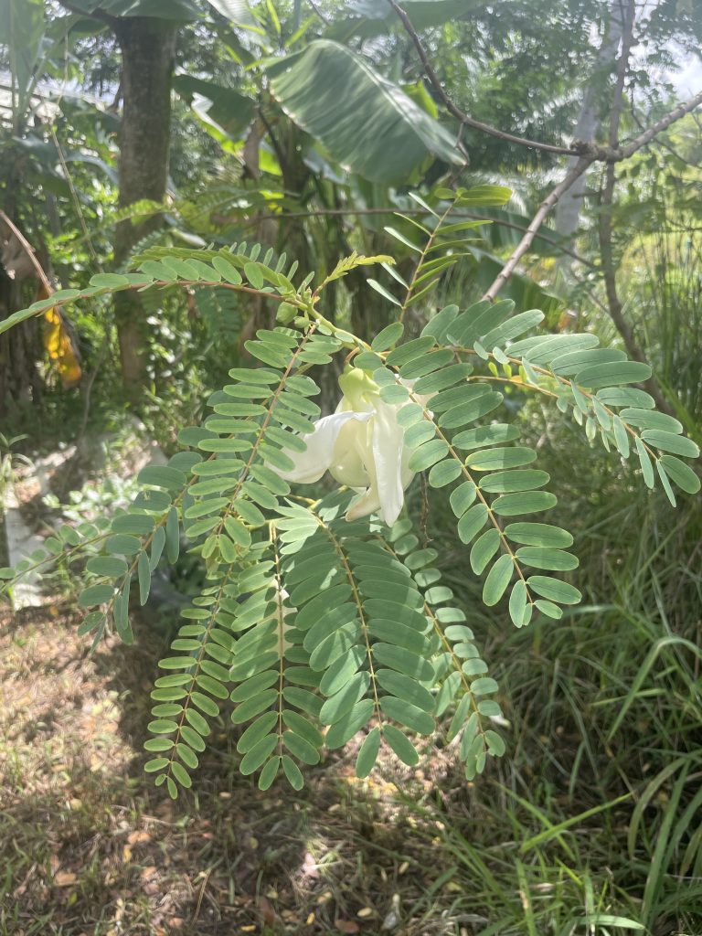 White Agastya (Sesbania grandiflora var. albiflora)