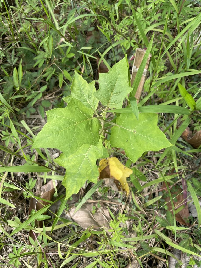 Eggplant (Solanum melongena)