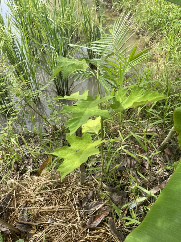 Turkey Berry (Solanum torvum)