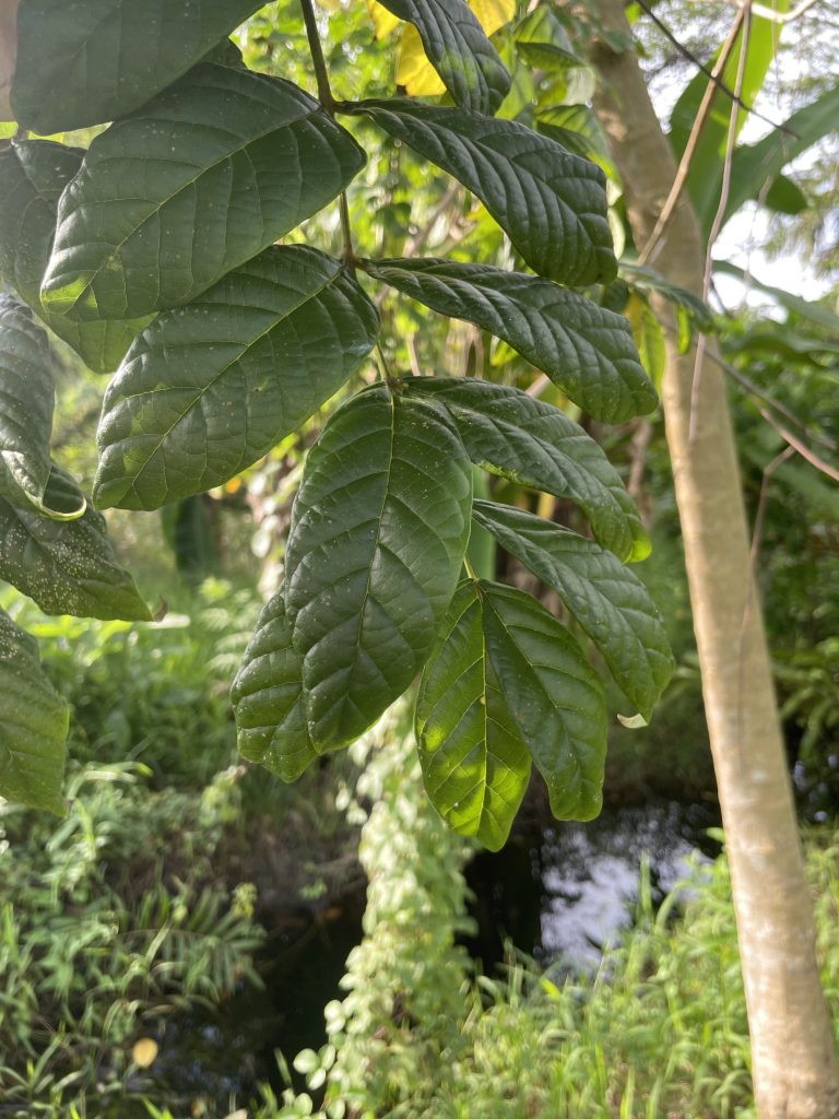 African Tulip Tree (Spathodea campanulata)