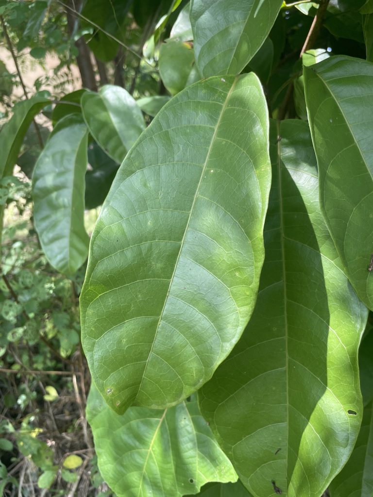 Chinese Chestnut (Sterculia monosperma)