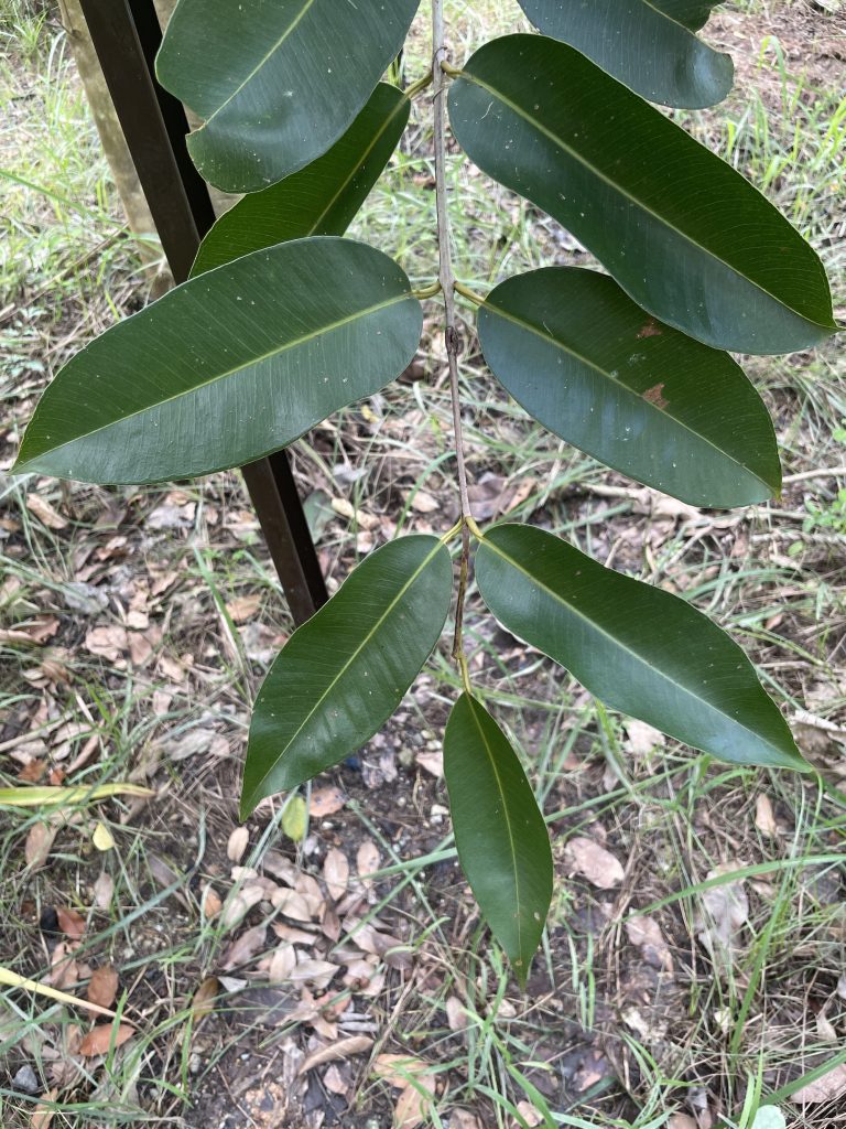 Java Plum (Syzygium cumini)
