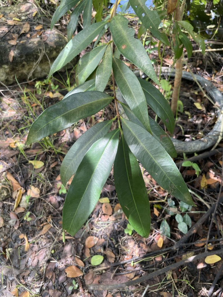 Rose Apple (Syzygium jambos)