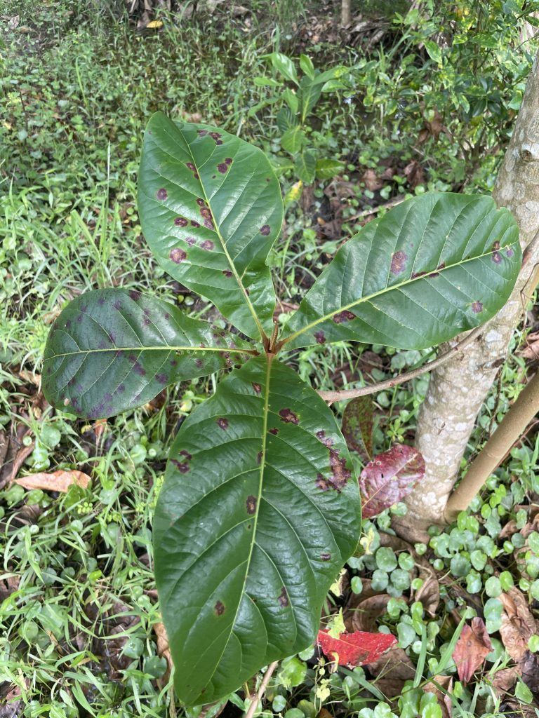 Sea Almond (Terminalia catappa)