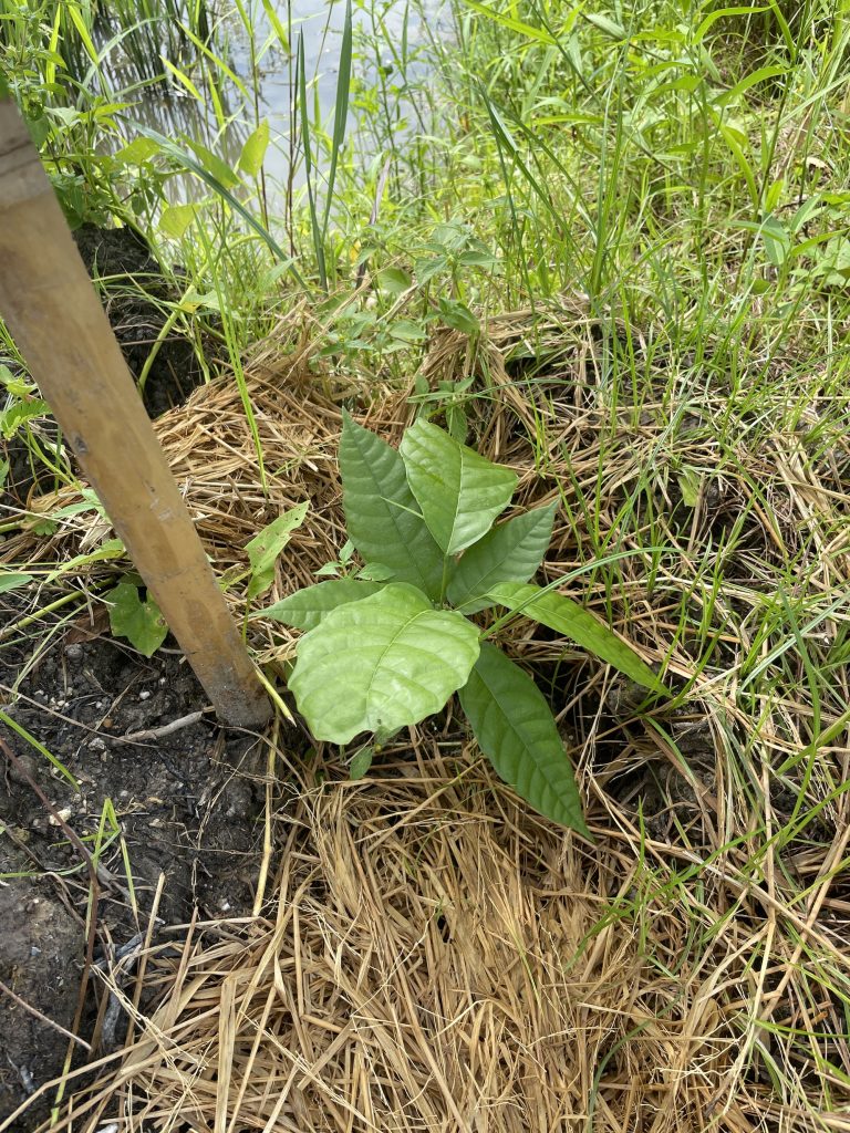 Cocoa (Theobroma cacao)