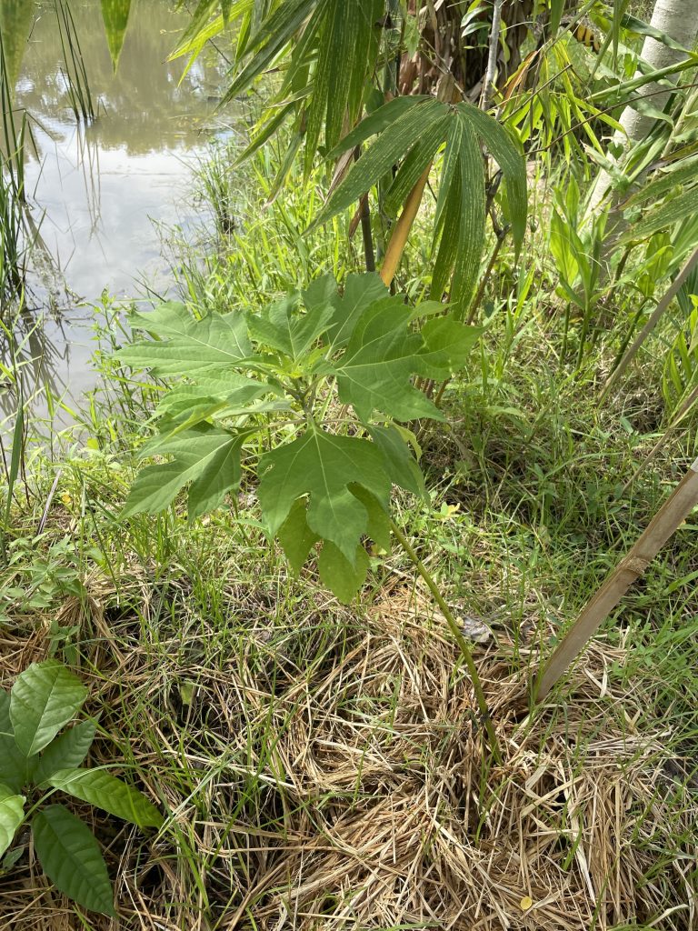 Mexican Sunflower (Tithonia diversifolia)
