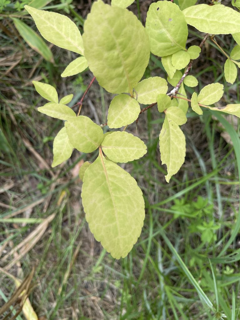 Lime Berry (Triphasia trifolia)