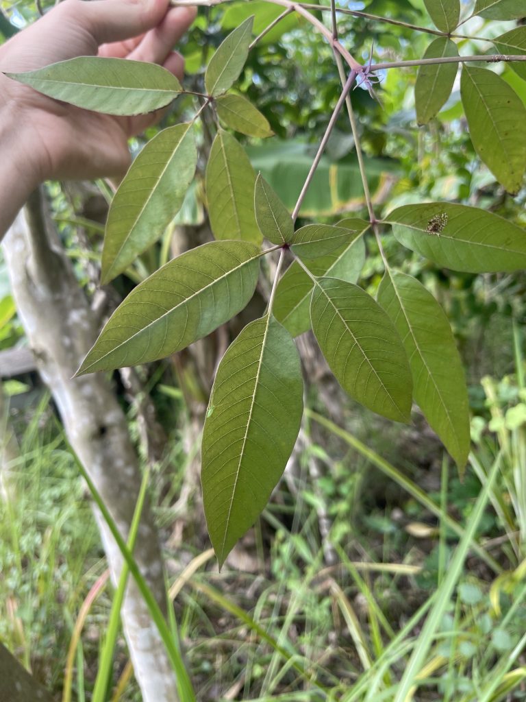 Lemuni (Vitex trifolia)