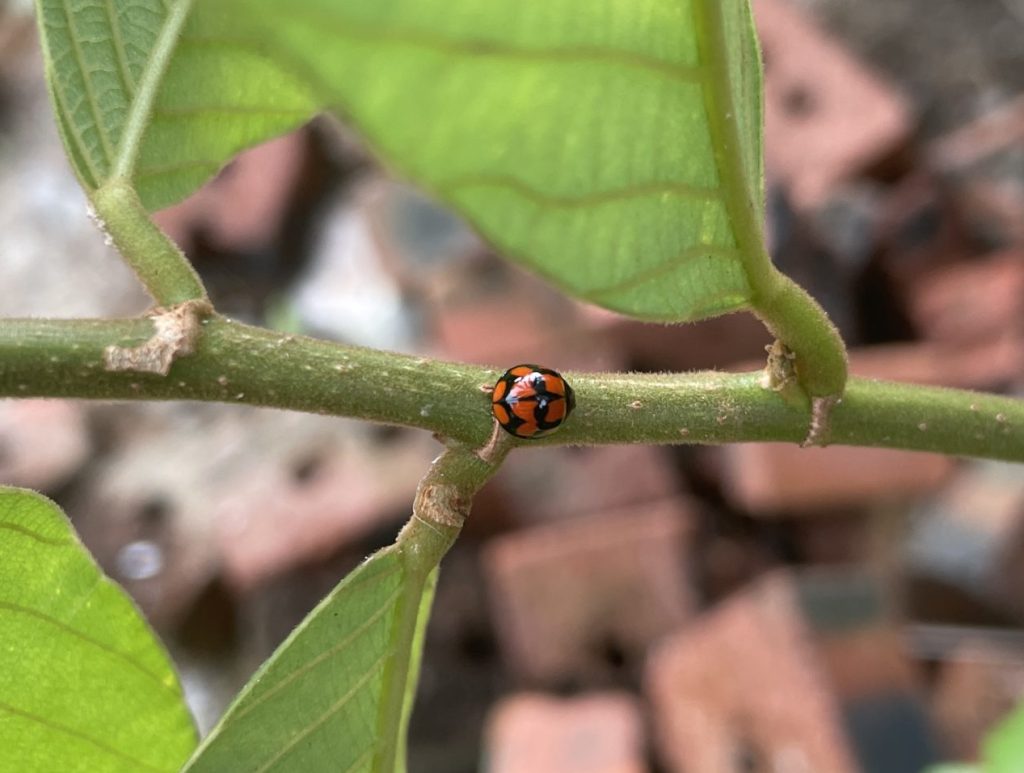 Small Transverse Ladybird Beetle (Coccinella transversalis)