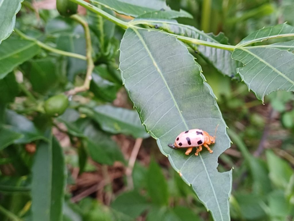 Spotted Leaf Beetle (Podontia affinis)