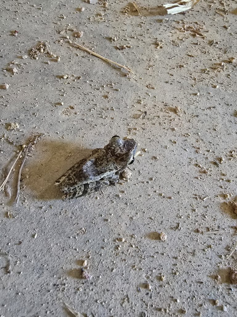 Asian Common Tree Frog (Polypedates leucomystax)