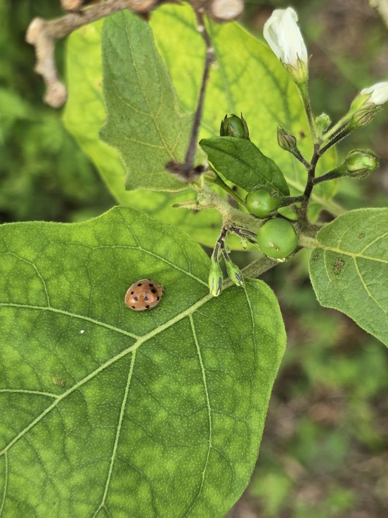 Ladybugs (Diekeana admirabilis)