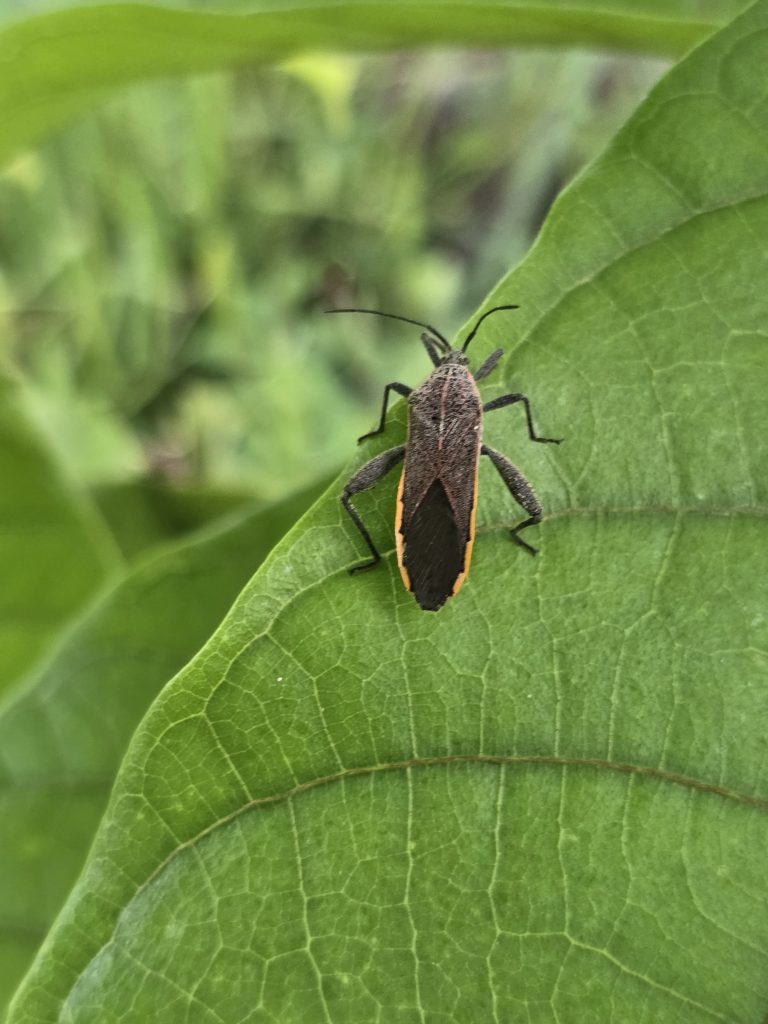 Sweet Potato Bug (Physomerus grossipes)