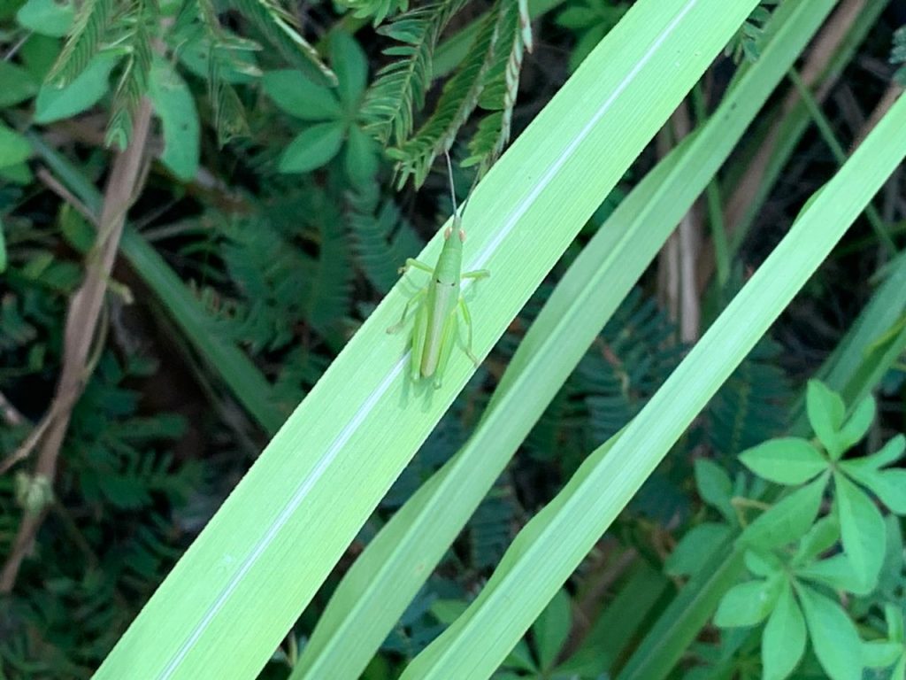 Tabacco Grasshopper (Atractomorpha crenulata)