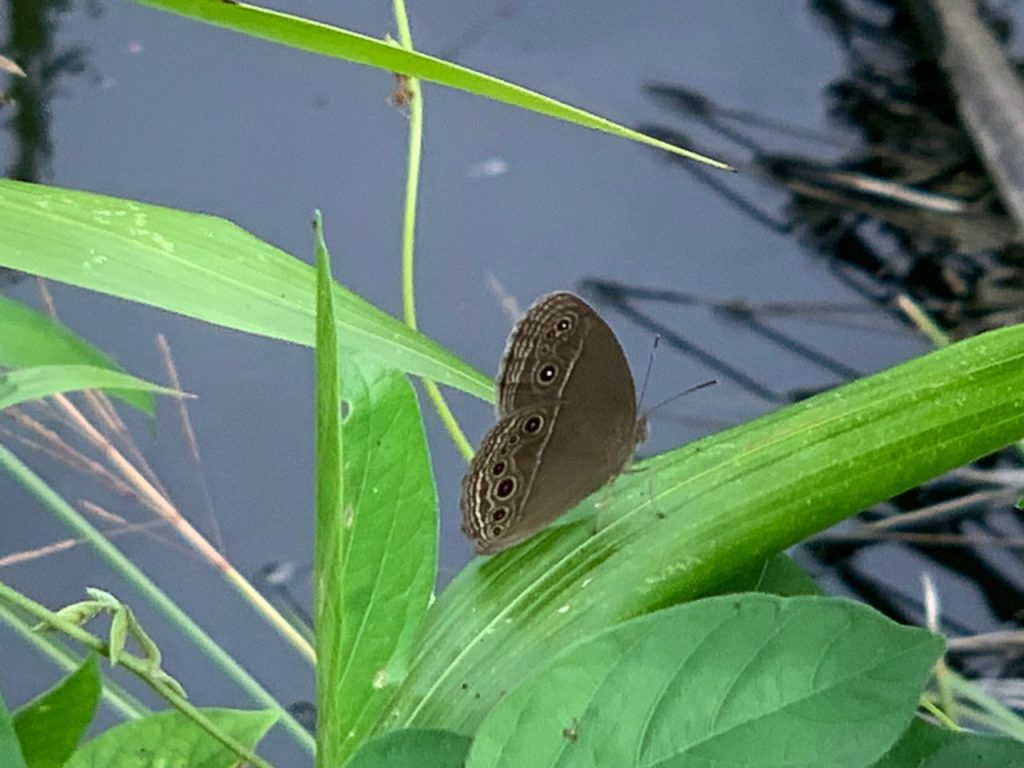 Dark Branded Bushbrown (Mycalesis mineus)