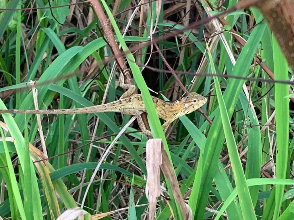 Oriental Garden Lizard (Calotes versicolor)