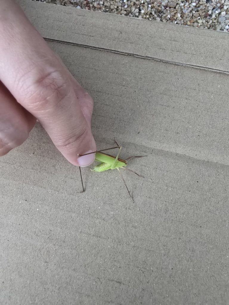 Bush Katydid (Ducetia antipoda)