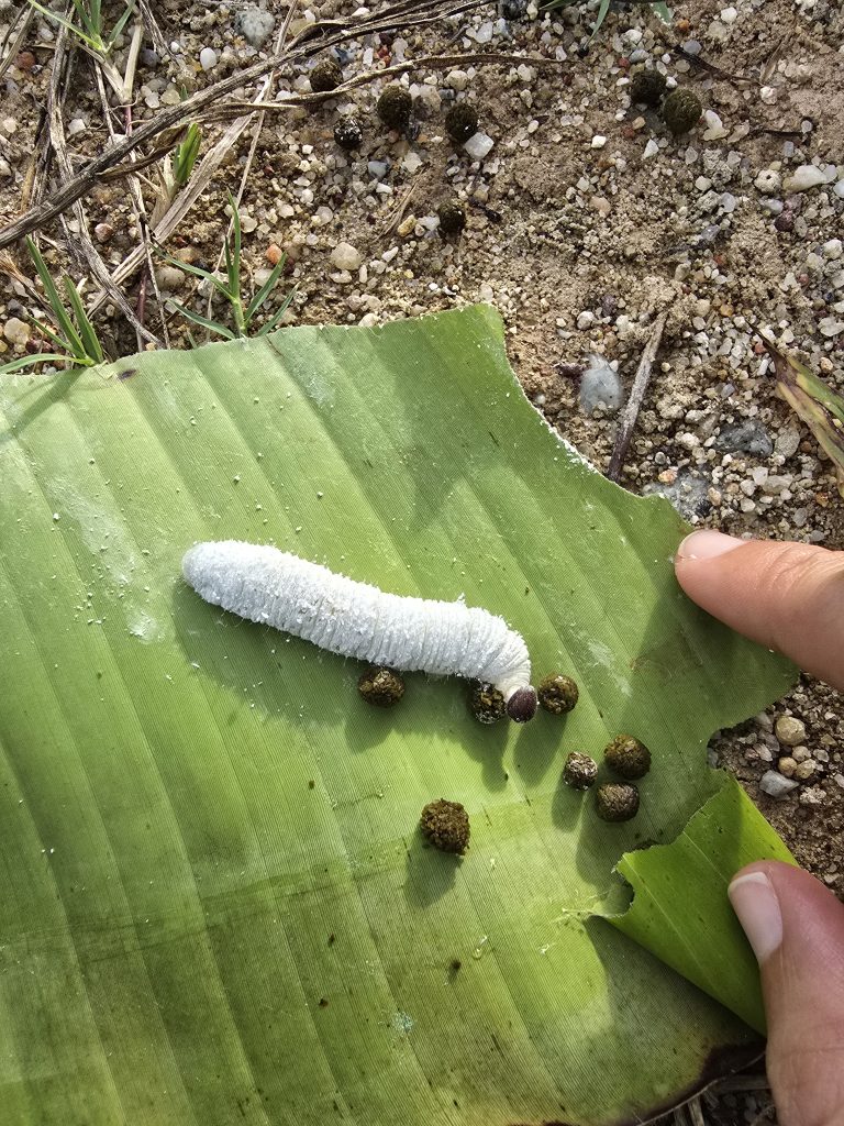 Banana Skipper (Erionota thrax)