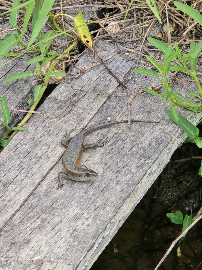 Common Sun Skink (Eutropis multifasciata)