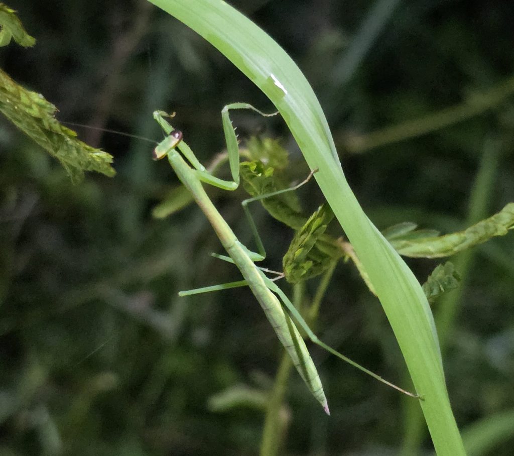 Giant Asian Mantis (Hierodula sp.)