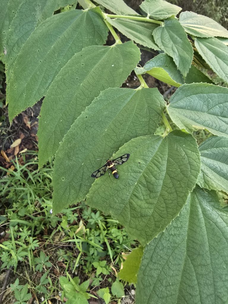 Yellow Banded Wasp Moth (Amata sperbius)