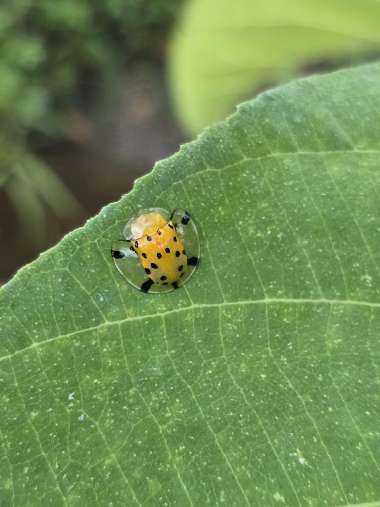 Asian Spotted Tortoise Beetle (Aspidimorpha miliaris)