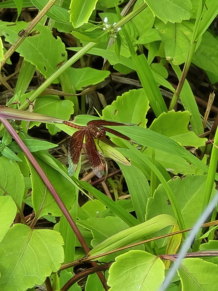 Red Grasshawk (Neurothemis fluctuans)